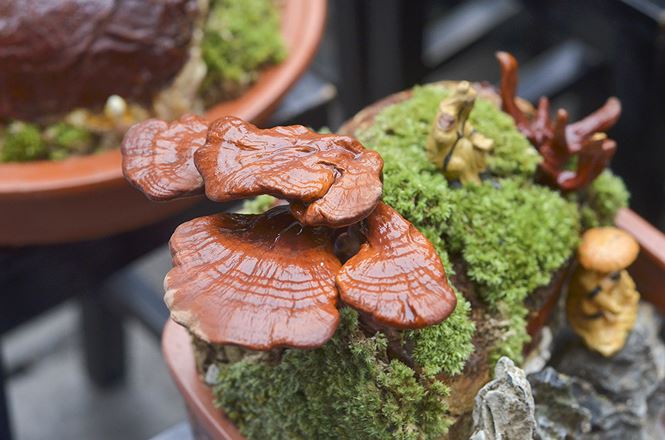 Gần 5 triệu đồng 1 chậu nấm linh chi bonsai chơi Tết ở Thủ đô